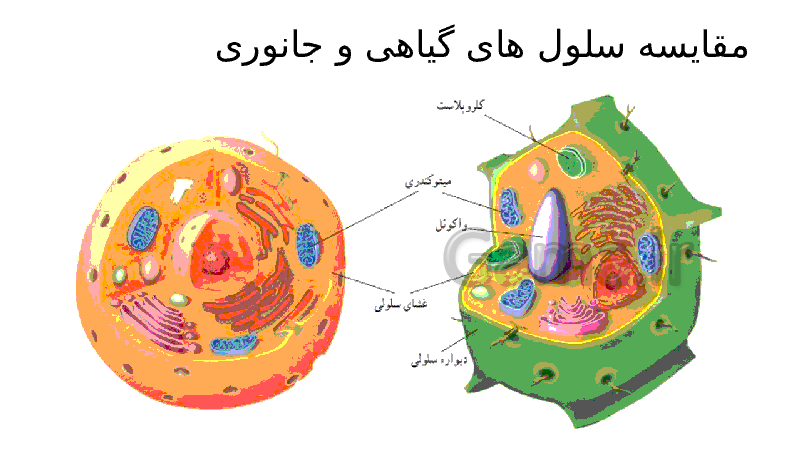 پاورپوینت علوم تجربی هفتم | فصل 11: یاخته و سازمان بندی آن- پیش نمایش