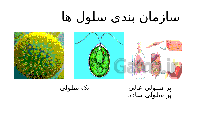 پاورپوینت علوم تجربی هفتم | فصل 11: یاخته و سازمان بندی آن- پیش نمایش