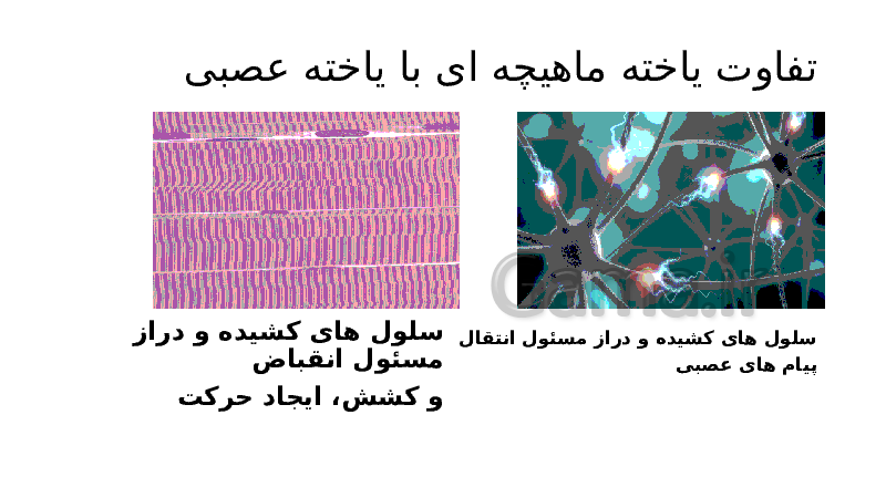 پاورپوینت علوم تجربی هفتم | فصل 11: یاخته و سازمان بندی آن- پیش نمایش