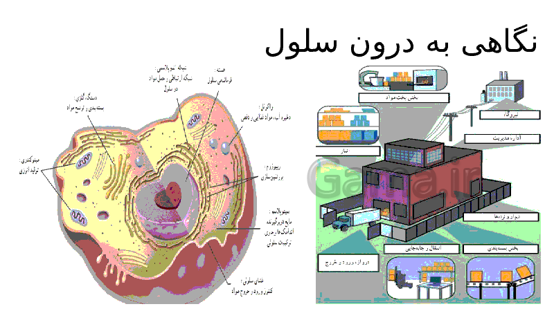 پاورپوینت علوم تجربی هفتم | فصل 11: یاخته و سازمان بندی آن- پیش نمایش