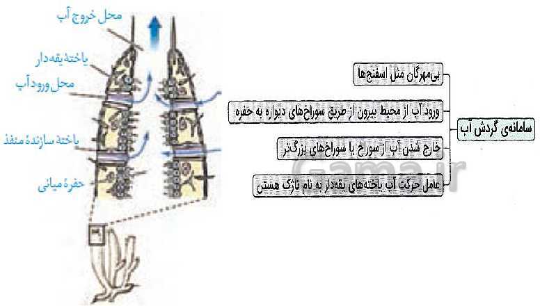 پاورپوینت گفتار 4 از فصل 4 زیست دهم | تنوع گردش مواد در جانداران- پیش نمایش