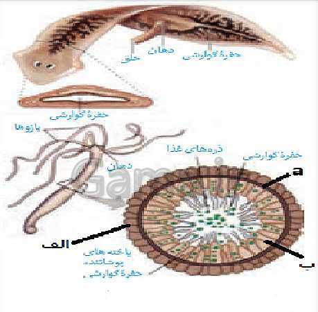 پاورپوینت گفتار 4 از فصل 4 زیست دهم | تنوع گردش مواد در جانداران- پیش نمایش