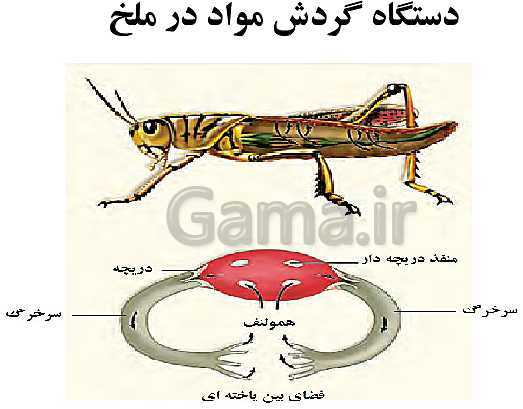 پاورپوینت گفتار 4 از فصل 4 زیست دهم | تنوع گردش مواد در جانداران- پیش نمایش