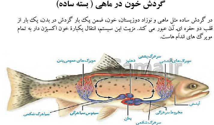 پاورپوینت گفتار 4 از فصل 4 زیست دهم | تنوع گردش مواد در جانداران- پیش نمایش