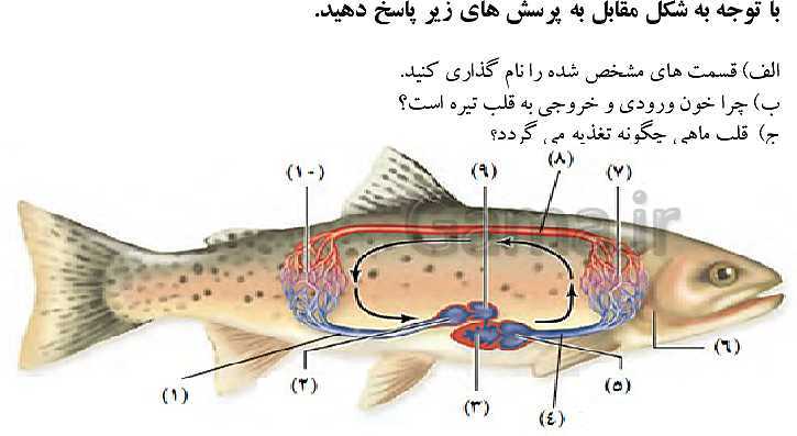 پاورپوینت گفتار 4 از فصل 4 زیست دهم | تنوع گردش مواد در جانداران- پیش نمایش