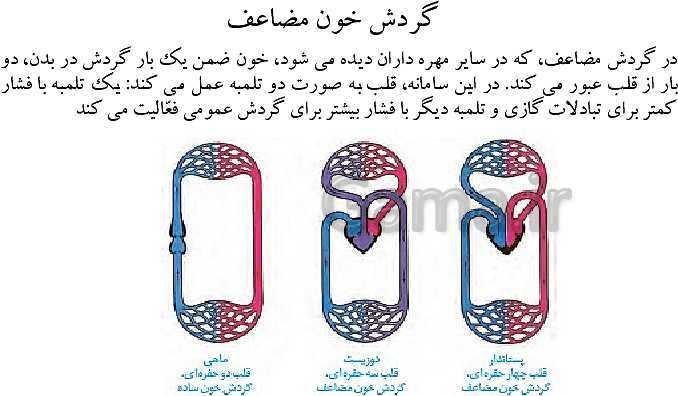 پاورپوینت گفتار 4 از فصل 4 زیست دهم | تنوع گردش مواد در جانداران- پیش نمایش