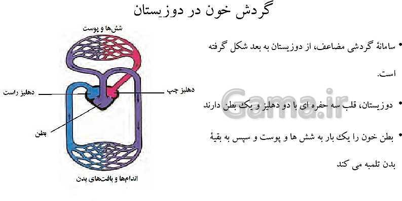 پاورپوینت گفتار 4 از فصل 4 زیست دهم | تنوع گردش مواد در جانداران- پیش نمایش