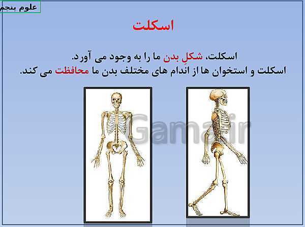 پاورپوینت علوم پنجم ابتدائی | ماهیچه، اسکلت، مفصل و غضروف- پیش نمایش