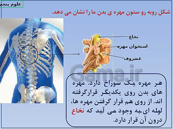 پاورپوینت علوم پنجم ابتدائی | ماهیچه، اسکلت، مفصل و غضروف- پیش نمایش