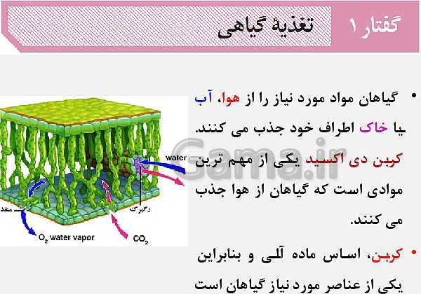 پاورپوینت زیست شناسی (1) دهم تجربی | فصل 7: جذب و انتقال مواد در گیاهان (گفتار 1 تا 3)- پیش نمایش