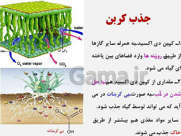 پاورپوینت زیست شناسی (1) دهم تجربی | فصل 7: جذب و انتقال مواد در گیاهان (گفتار 1 تا 3)- پیش نمایش