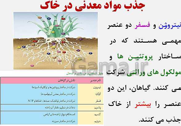 پاورپوینت زیست شناسی (1) دهم تجربی | فصل 7: جذب و انتقال مواد در گیاهان (گفتار 1 تا 3)- پیش نمایش