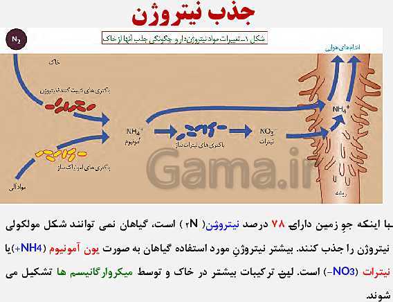 پاورپوینت زیست شناسی (1) دهم تجربی | فصل 7: جذب و انتقال مواد در گیاهان (گفتار 1 تا 3)- پیش نمایش