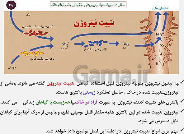 پاورپوینت زیست شناسی (1) دهم تجربی | فصل 7: جذب و انتقال مواد در گیاهان (گفتار 1 تا 3)- پیش نمایش