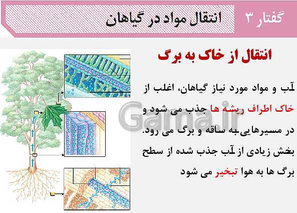 پاورپوینت زیست شناسی (1) دهم تجربی | فصل 7: جذب و انتقال مواد در گیاهان (گفتار 1 تا 3)- پیش نمایش