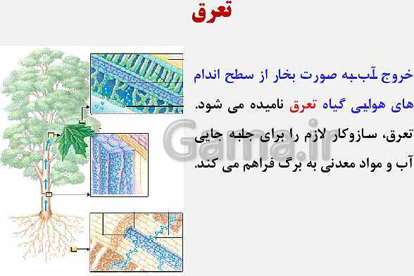 پاورپوینت زیست شناسی (1) دهم تجربی | فصل 7: جذب و انتقال مواد در گیاهان (گفتار 1 تا 3)- پیش نمایش