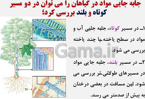 پاورپوینت زیست شناسی (1) دهم تجربی | فصل 7: جذب و انتقال مواد در گیاهان (گفتار 1 تا 3)- پیش نمایش