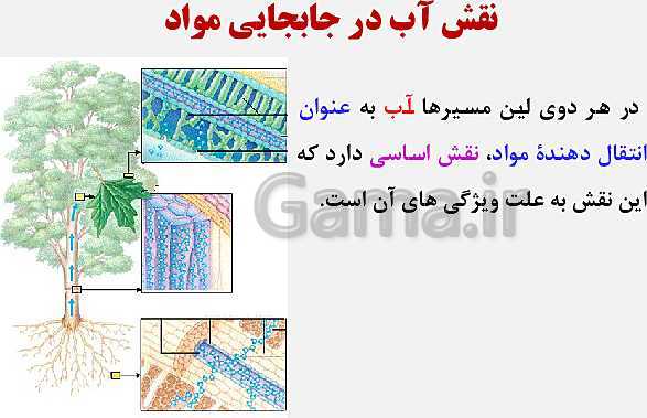 پاورپوینت زیست شناسی (1) دهم تجربی | فصل 7: جذب و انتقال مواد در گیاهان (گفتار 1 تا 3)- پیش نمایش