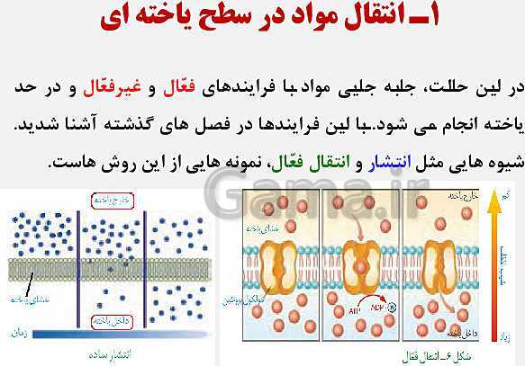 پاورپوینت زیست شناسی (1) دهم تجربی | فصل 7: جذب و انتقال مواد در گیاهان (گفتار 1 تا 3)- پیش نمایش