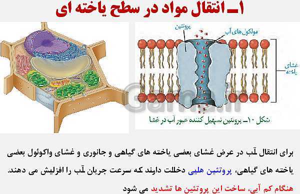 پاورپوینت زیست شناسی (1) دهم تجربی | فصل 7: جذب و انتقال مواد در گیاهان (گفتار 1 تا 3)- پیش نمایش