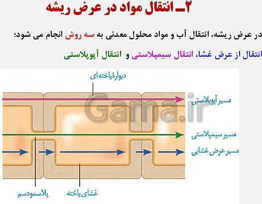 پاورپوینت زیست شناسی (1) دهم تجربی | فصل 7: جذب و انتقال مواد در گیاهان (گفتار 1 تا 3)- پیش نمایش