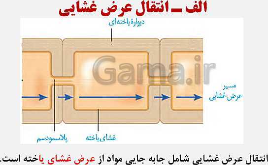 پاورپوینت زیست شناسی (1) دهم تجربی | فصل 7: جذب و انتقال مواد در گیاهان (گفتار 1 تا 3)- پیش نمایش