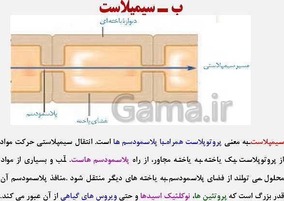 پاورپوینت زیست شناسی (1) دهم تجربی | فصل 7: جذب و انتقال مواد در گیاهان (گفتار 1 تا 3)- پیش نمایش