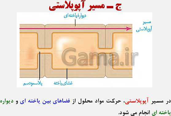 پاورپوینت زیست شناسی (1) دهم تجربی | فصل 7: جذب و انتقال مواد در گیاهان (گفتار 1 تا 3)- پیش نمایش