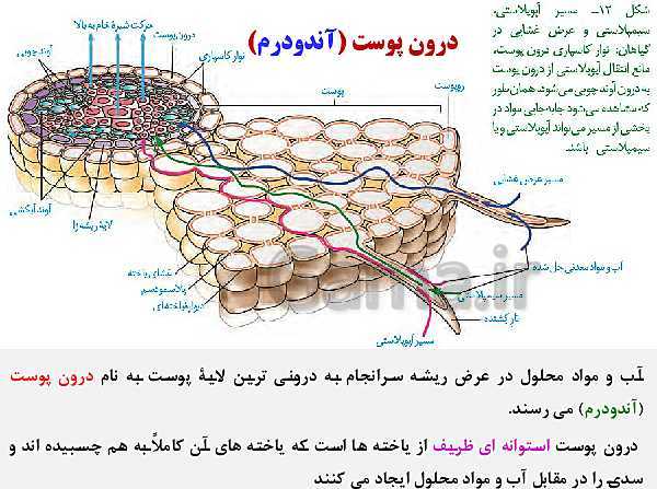 پاورپوینت زیست شناسی (1) دهم تجربی | فصل 7: جذب و انتقال مواد در گیاهان (گفتار 1 تا 3)- پیش نمایش