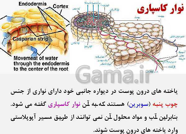 پاورپوینت زیست شناسی (1) دهم تجربی | فصل 7: جذب و انتقال مواد در گیاهان (گفتار 1 تا 3)- پیش نمایش