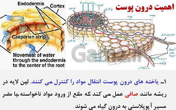 پاورپوینت زیست شناسی (1) دهم تجربی | فصل 7: جذب و انتقال مواد در گیاهان (گفتار 1 تا 3)- پیش نمایش