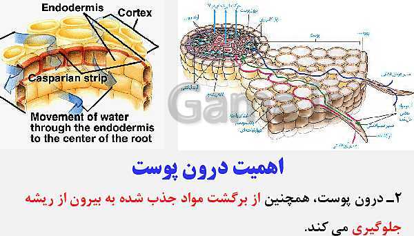 پاورپوینت زیست شناسی (1) دهم تجربی | فصل 7: جذب و انتقال مواد در گیاهان (گفتار 1 تا 3)- پیش نمایش