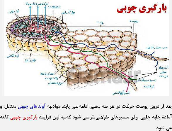 پاورپوینت زیست شناسی (1) دهم تجربی | فصل 7: جذب و انتقال مواد در گیاهان (گفتار 1 تا 3)- پیش نمایش