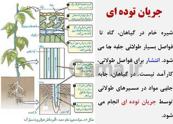 پاورپوینت زیست شناسی (1) دهم تجربی | فصل 7: جذب و انتقال مواد در گیاهان (گفتار 1 تا 3)- پیش نمایش