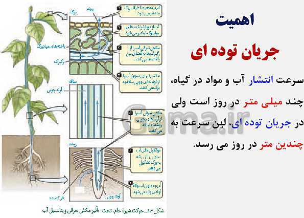 پاورپوینت زیست شناسی (1) دهم تجربی | فصل 7: جذب و انتقال مواد در گیاهان (گفتار 1 تا 3)- پیش نمایش