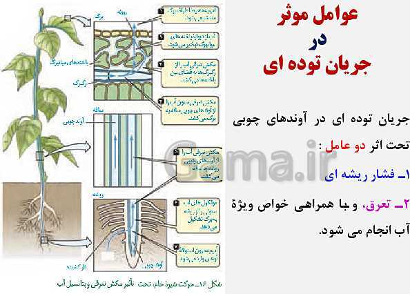 پاورپوینت زیست شناسی (1) دهم تجربی | فصل 7: جذب و انتقال مواد در گیاهان (گفتار 1 تا 3)- پیش نمایش