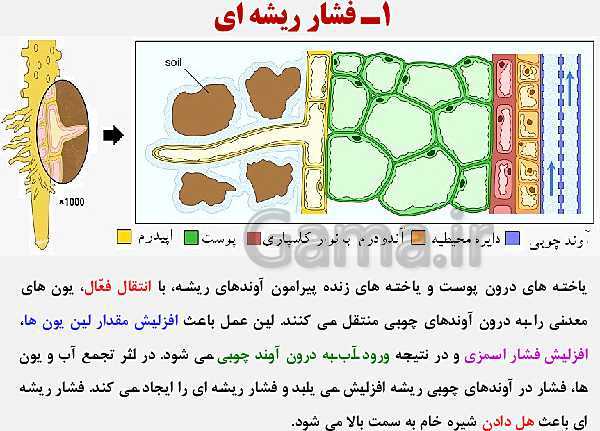 پاورپوینت زیست شناسی (1) دهم تجربی | فصل 7: جذب و انتقال مواد در گیاهان (گفتار 1 تا 3)- پیش نمایش