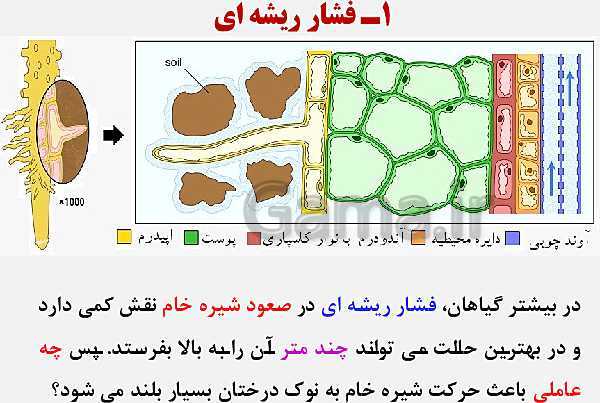 پاورپوینت زیست شناسی (1) دهم تجربی | فصل 7: جذب و انتقال مواد در گیاهان (گفتار 1 تا 3)- پیش نمایش