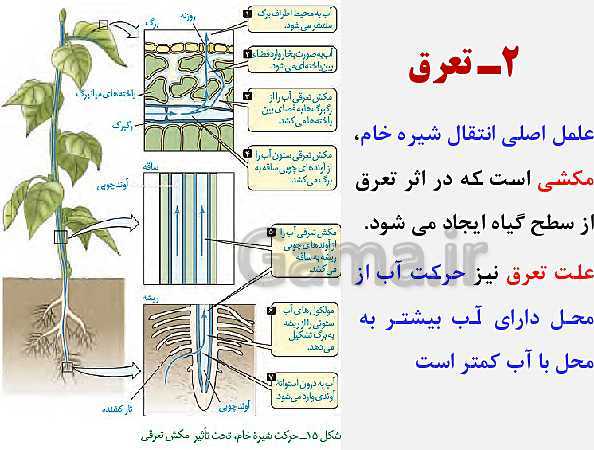 پاورپوینت زیست شناسی (1) دهم تجربی | فصل 7: جذب و انتقال مواد در گیاهان (گفتار 1 تا 3)- پیش نمایش