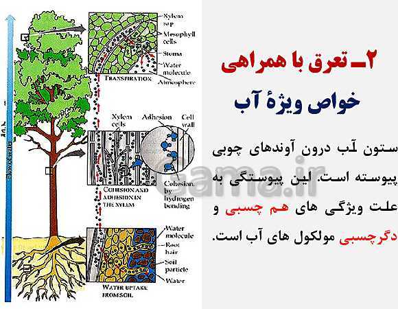 پاورپوینت زیست شناسی (1) دهم تجربی | فصل 7: جذب و انتقال مواد در گیاهان (گفتار 1 تا 3)- پیش نمایش