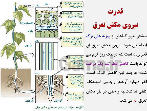 پاورپوینت زیست شناسی (1) دهم تجربی | فصل 7: جذب و انتقال مواد در گیاهان (گفتار 1 تا 3)- پیش نمایش