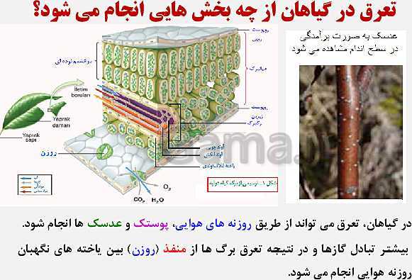 پاورپوینت زیست شناسی (1) دهم تجربی | فصل 7: جذب و انتقال مواد در گیاهان (گفتار 1 تا 3)- پیش نمایش