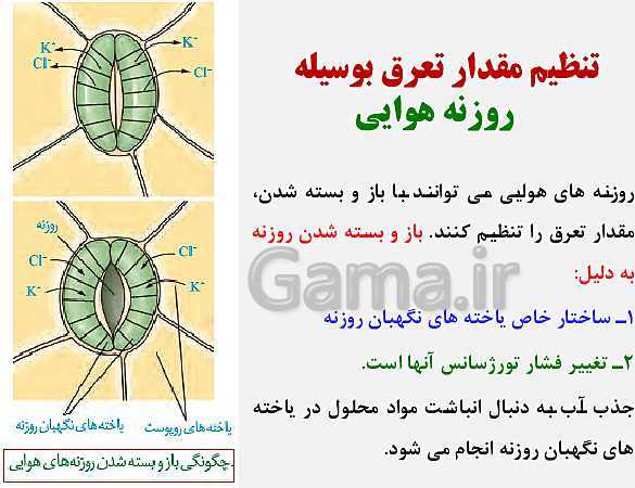 پاورپوینت زیست شناسی (1) دهم تجربی | فصل 7: جذب و انتقال مواد در گیاهان (گفتار 1 تا 3)- پیش نمایش