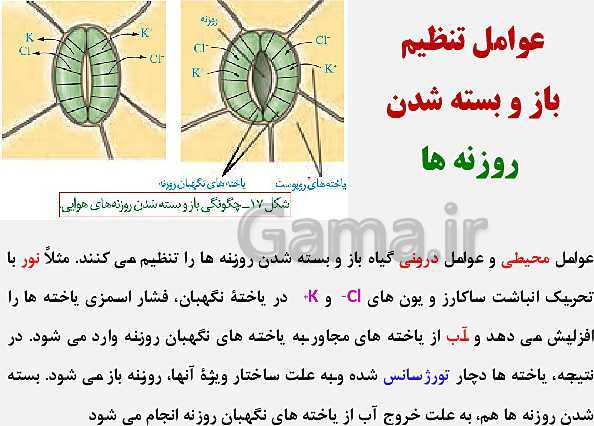 پاورپوینت زیست شناسی (1) دهم تجربی | فصل 7: جذب و انتقال مواد در گیاهان (گفتار 1 تا 3)- پیش نمایش