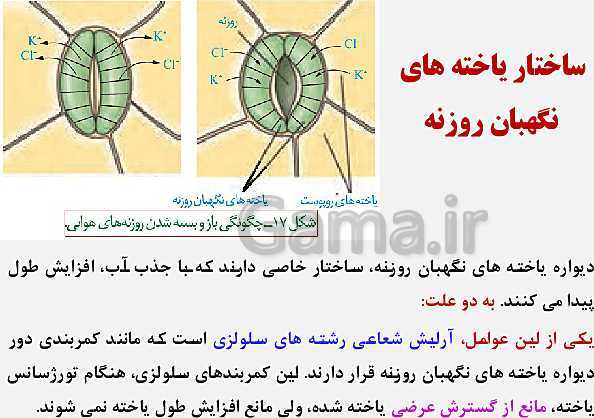 پاورپوینت زیست شناسی (1) دهم تجربی | فصل 7: جذب و انتقال مواد در گیاهان (گفتار 1 تا 3)- پیش نمایش