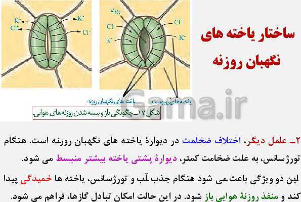 پاورپوینت زیست شناسی (1) دهم تجربی | فصل 7: جذب و انتقال مواد در گیاهان (گفتار 1 تا 3)- پیش نمایش