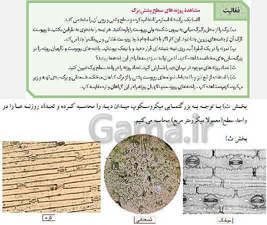 پاورپوینت زیست شناسی (1) دهم تجربی | فصل 7: جذب و انتقال مواد در گیاهان (گفتار 1 تا 3)- پیش نمایش