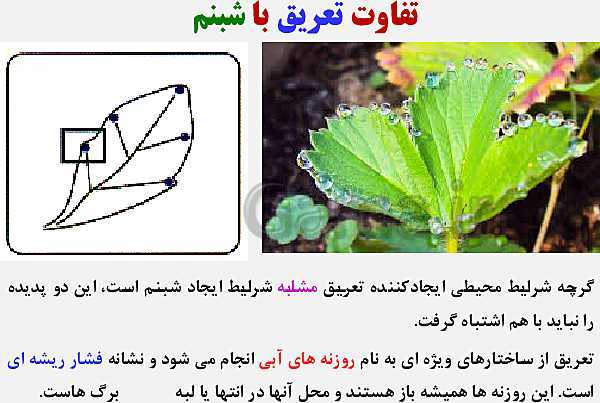 پاورپوینت زیست شناسی (1) دهم تجربی | فصل 7: جذب و انتقال مواد در گیاهان (گفتار 1 تا 3)- پیش نمایش