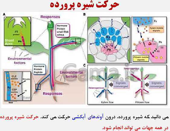 پاورپوینت زیست شناسی (1) دهم تجربی | فصل 7: جذب و انتقال مواد در گیاهان (گفتار 1 تا 3)- پیش نمایش