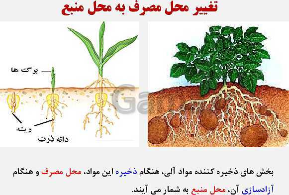 پاورپوینت زیست شناسی (1) دهم تجربی | فصل 7: جذب و انتقال مواد در گیاهان (گفتار 1 تا 3)- پیش نمایش